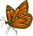 butterfly