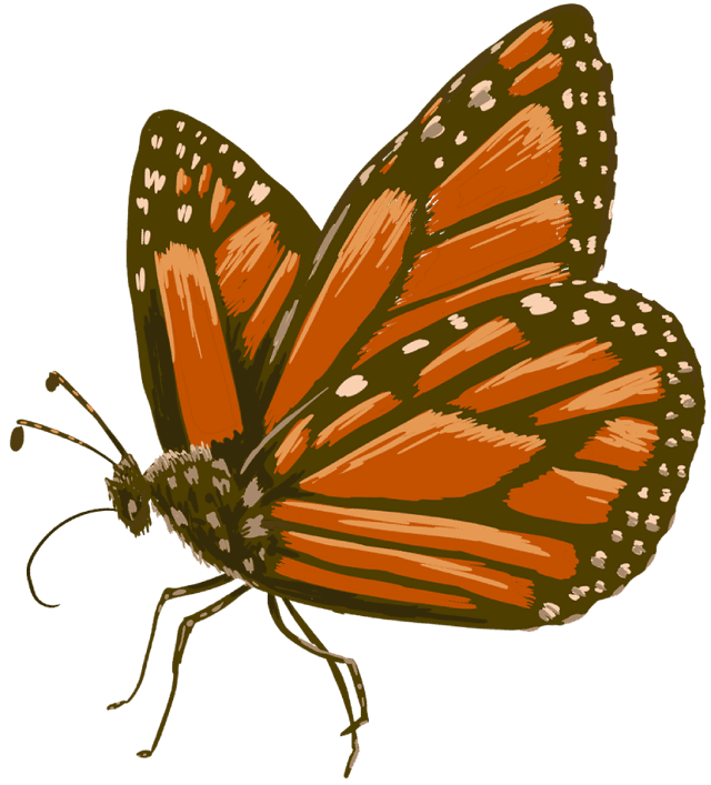 butterfly