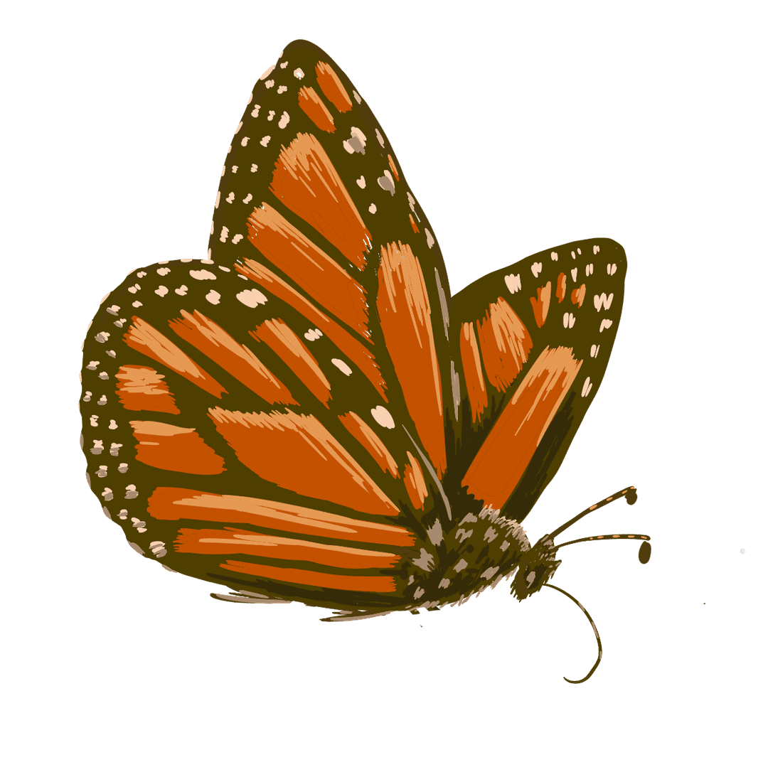butterfly