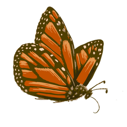 butterfly