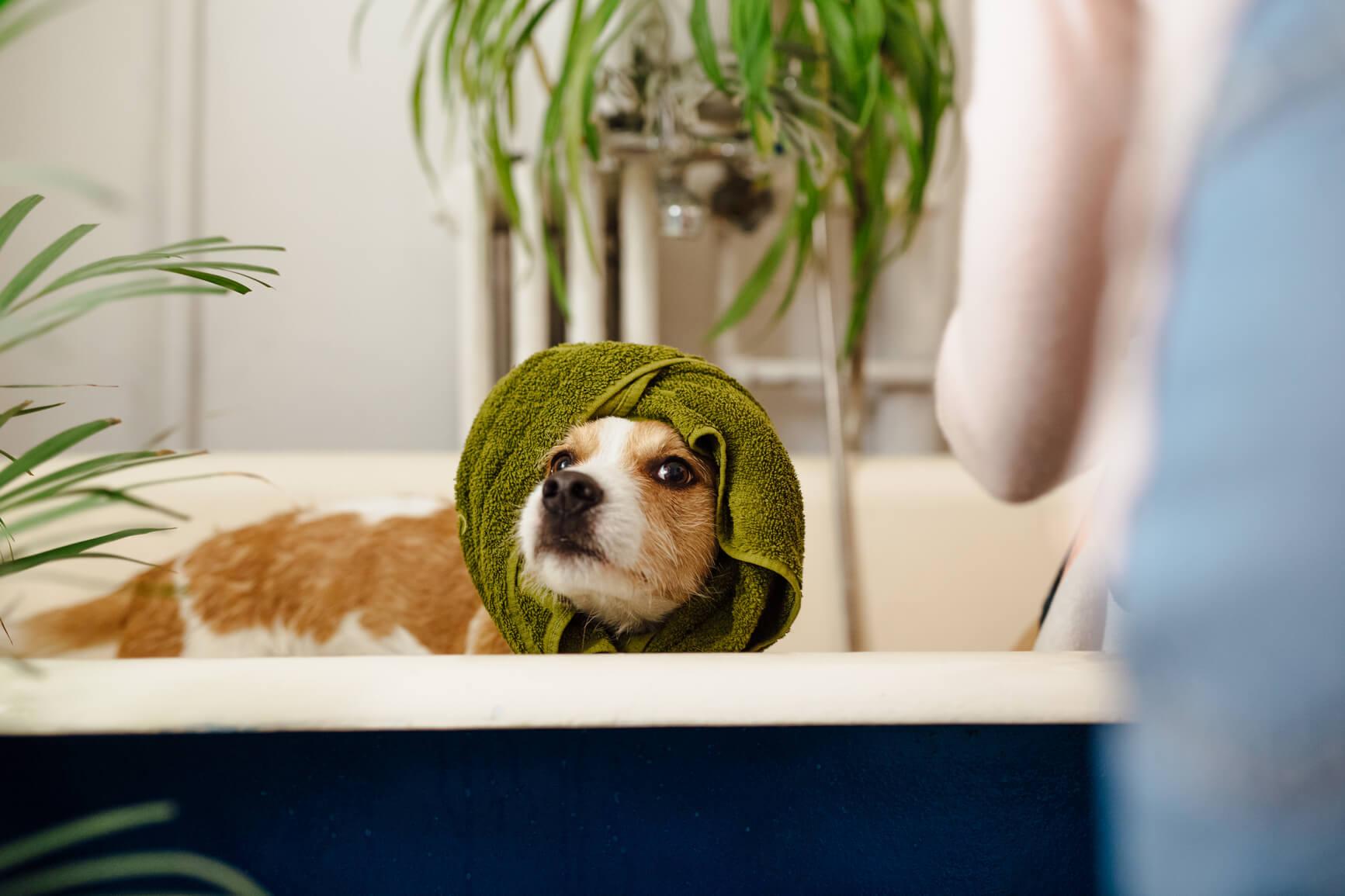 WALK-IN SHOWERS OR SOAKING TUBS